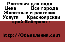 Растения для сада › Цена ­ 200 - Все города Животные и растения » Услуги   . Красноярский край,Кайеркан г.